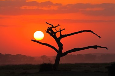 Sunset with silhouetted tree clipart