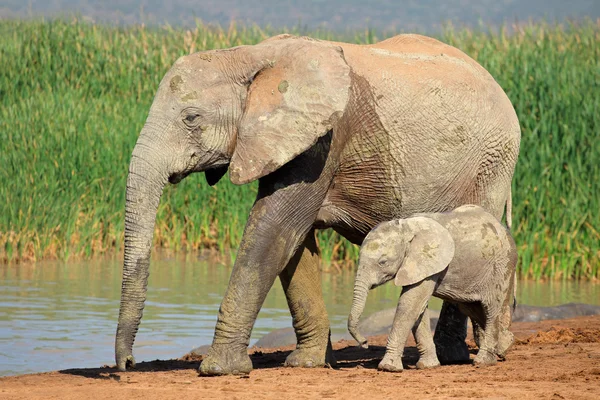 Elefante africano con ternera — Foto de Stock