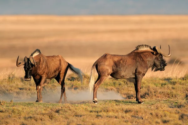 Black wildebeest — Stock Photo, Image
