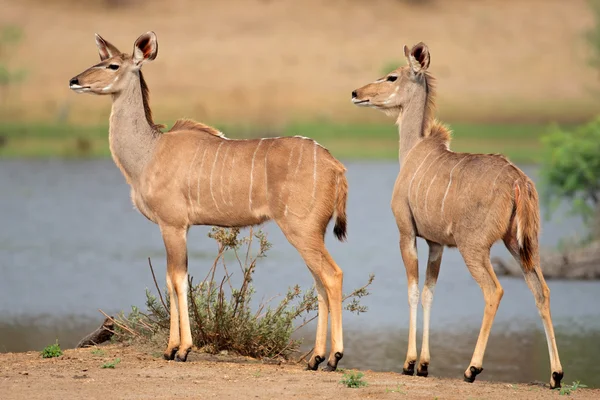 Kudu antelopes — Stock Photo, Image