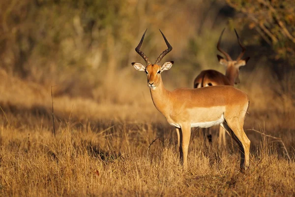 Impala antilopy — Stock fotografie