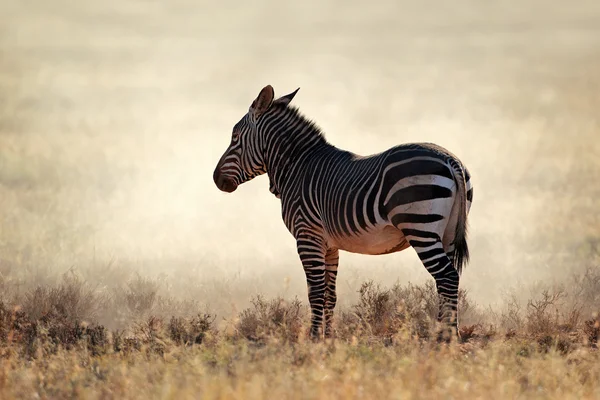 Horská zebra v prachu — Stock fotografie