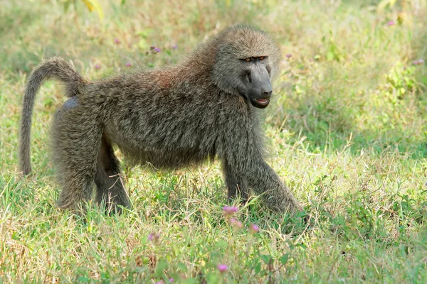 Olivenpavian — Stockfoto