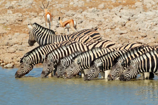 Plains Zebra's drinking water — Stockfoto