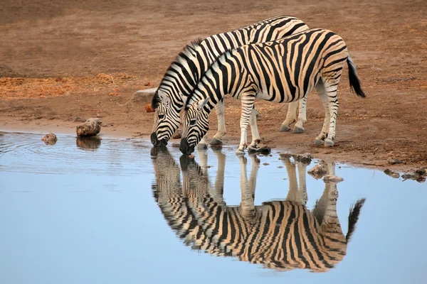 Plains Zebra's drinking water — Stockfoto