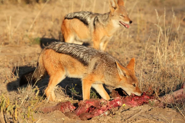 Jagd auf Schakale mit schwarzem Rücken — Stockfoto