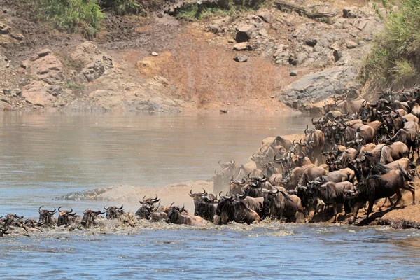 Migrazione Wildebeest — Foto Stock