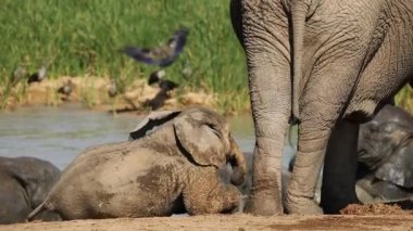 neşeli bebek Afrika fili