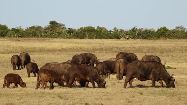 Mandria di bufali africani — Video Stock