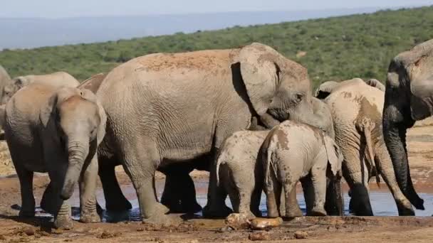 African elephants at waterhole — Stock Video