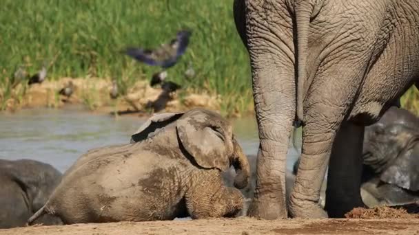 hravé dítě slon africký