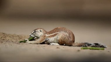 zemin sincap besleme