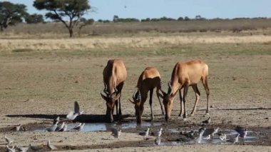 Kırmızı hartebeest ve güvercinler
