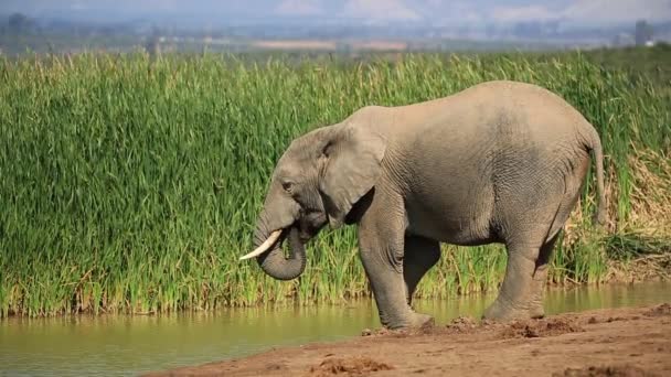 Питательная вода для слонов — стоковое видео