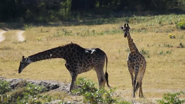 Giraffen op waterhole — Stockvideo