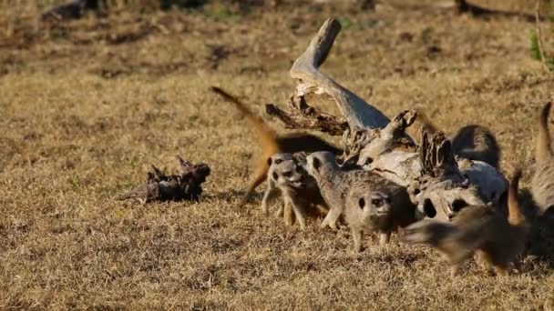 Lekfull meerkats — Stockvideo