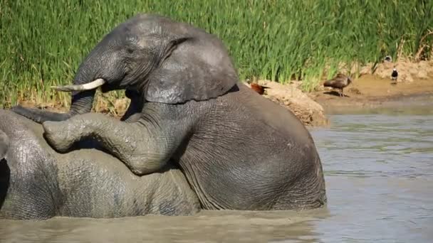 Afrikaanse olifanten in water — Stockvideo