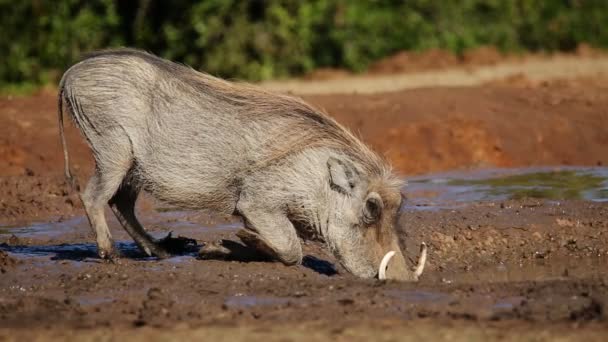 Warzenschweine trinken Wasser — Stockvideo