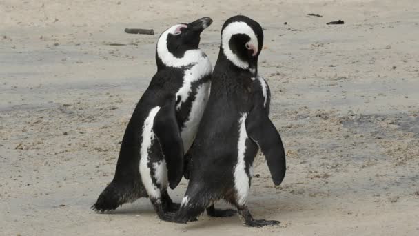 African penguins — Stock Video