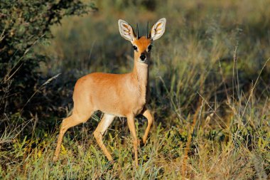steenbok antilopu