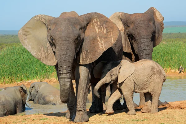 Africký slon s tele — Stock fotografie