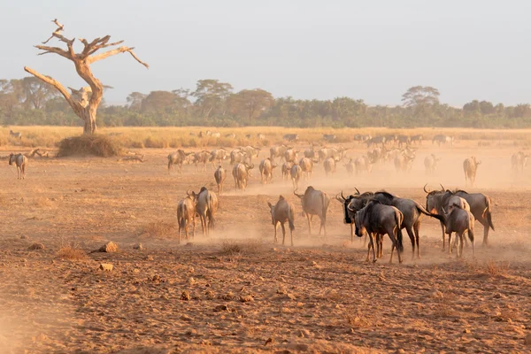 Blue wildebeest in dust — Stock Photo, Image