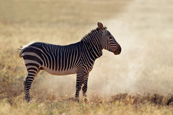 Montanha Zebra em pó — Fotografia de Stock