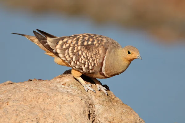 Namaqua Sandgrouse — Stock fotografie