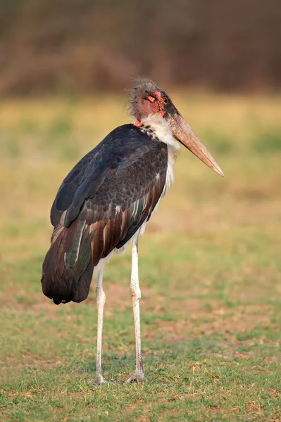 Marabou stork — Stock Photo, Image