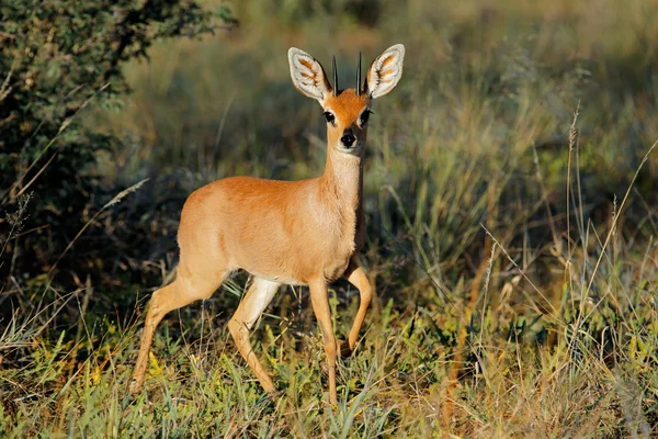 Steenbokantilope antelope — Stockfoto