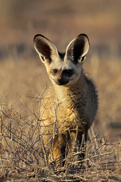 Fox uszami nietoperza — Zdjęcie stockowe