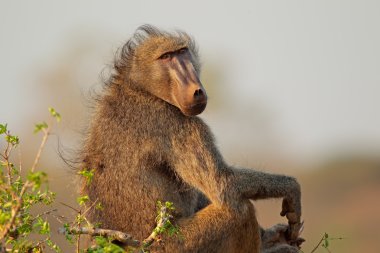 Chacma baboon clipart