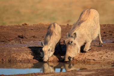 içme warthogs