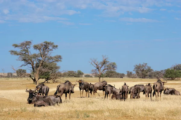 Blue wildebeest stádo — Stock fotografie