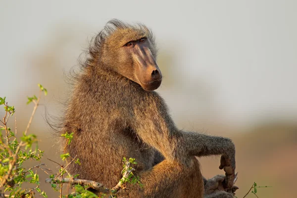 Chacma baboon — Stock Photo, Image