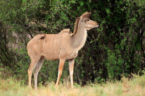 Antelope di Kudu — Foto Stock