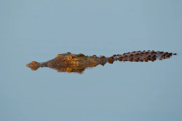 Nil timsahı — Stok fotoğraf