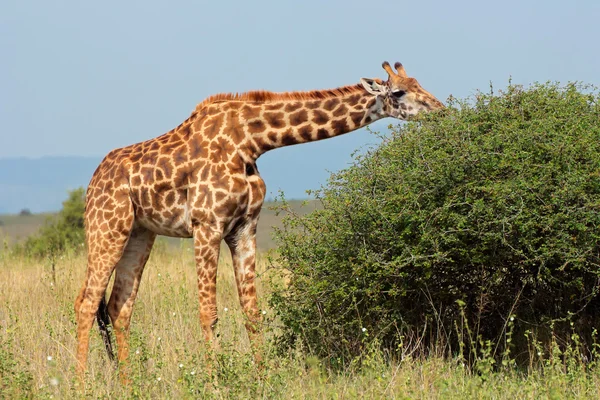 Masai Jirafa — Foto de Stock