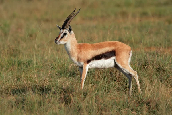 Thomsons gazelle — Stockfoto