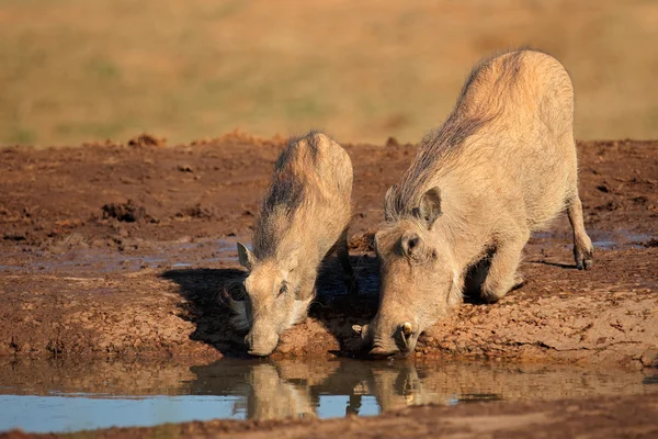 Warthogs bebendo — Fotografia de Stock