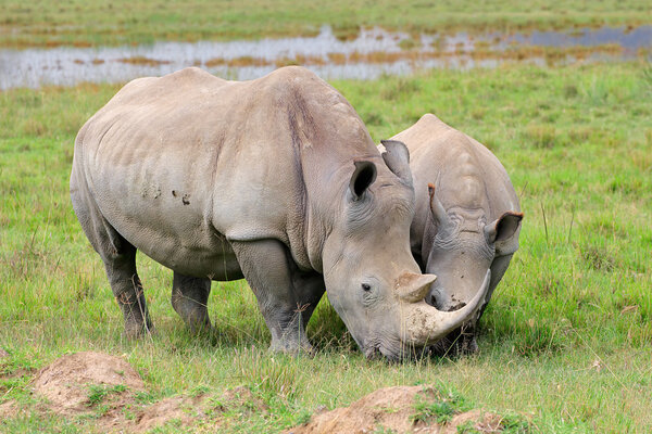 White rhinoceros feeding