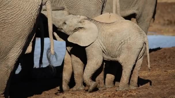 Éléphant d'Afrique veaux 