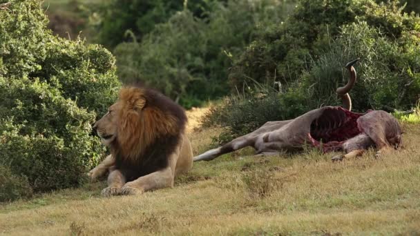 León africano con presa — Vídeos de Stock