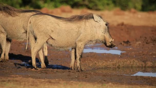 Warthog en un pozo de agua — Vídeo de stock