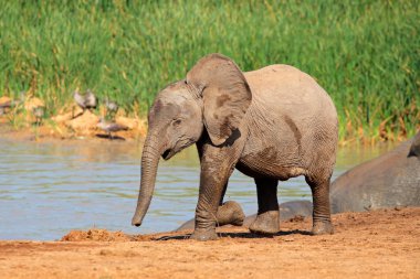 Baby elephant at waterhole clipart