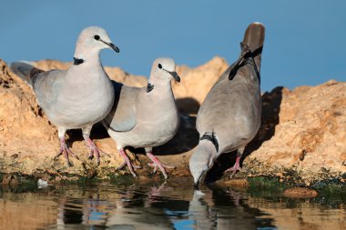 Cape kaplumbağa güvercinler