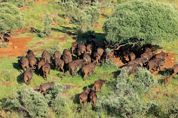 非洲野牛群 — 图库照片