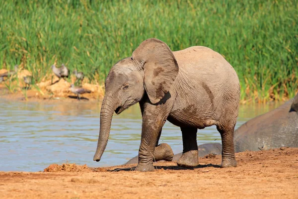 Elefante bebé no buraco da água — Fotografia de Stock