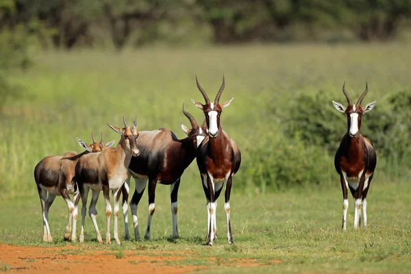 Bontebok antylopy — Zdjęcie stockowe