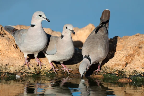 Cape turtle doves — Stock Photo, Image